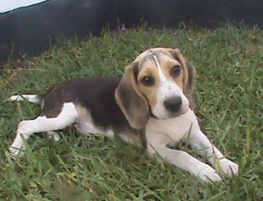 Ketta, es una perrita muy tierna e inteligente. Es educada;  le gusta tirarse patas arriba para que le hagan cariño. Ella si cuida la casa; cualquier ruido o extraño que vea; ladra protege a la familia. A la hora de comer; ella sabe comportarse saborea su comida. 